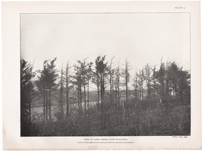 WORK OF BARK BORERS, BATH-ON-HUDSON